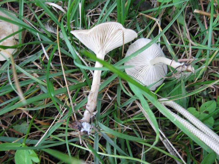 Clitocybe phaeophtalma ? (Clitocybe sp.)